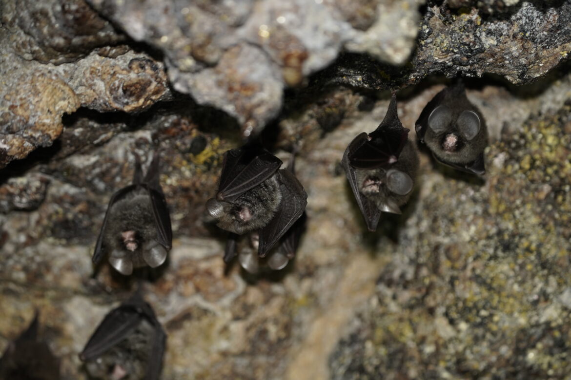豐濱月洞確認為台灣最多葉鼻蝠數量天然度冬棲息洞穴