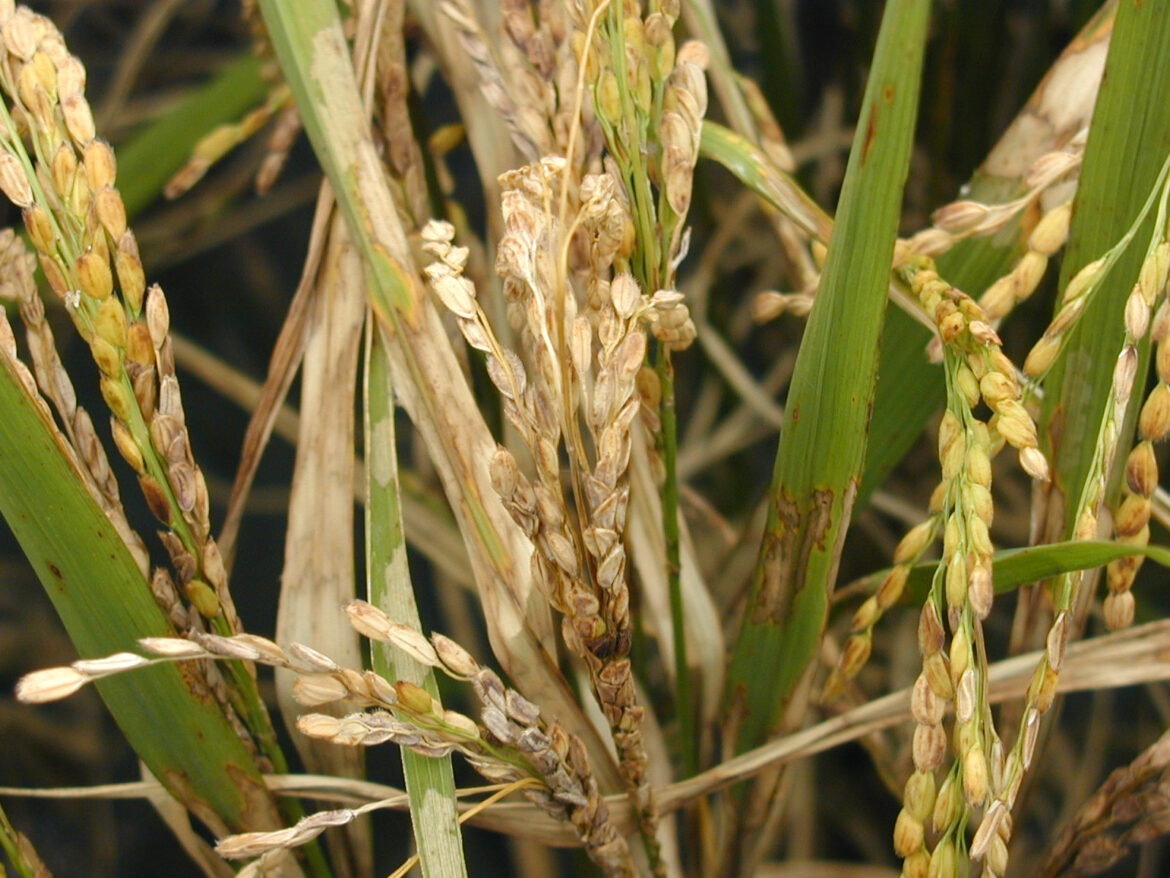 富里啟動稻熱病防治補助 保障水稻產量