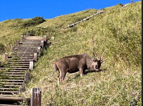 不是每一種動物都能在國家公園裡徜徉