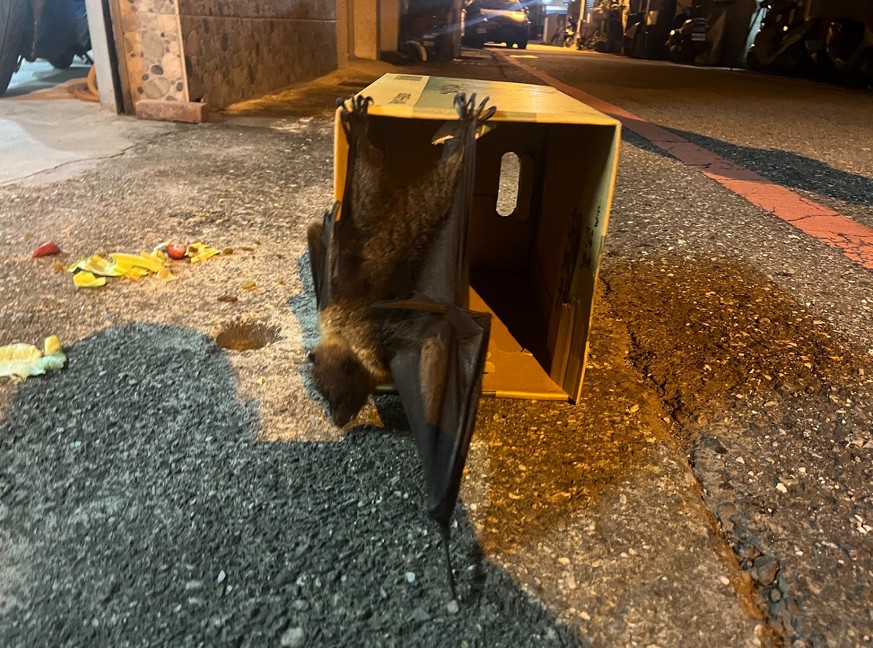 「花蓮人」通報狐蝠摔落民間政府合力搶救零時差