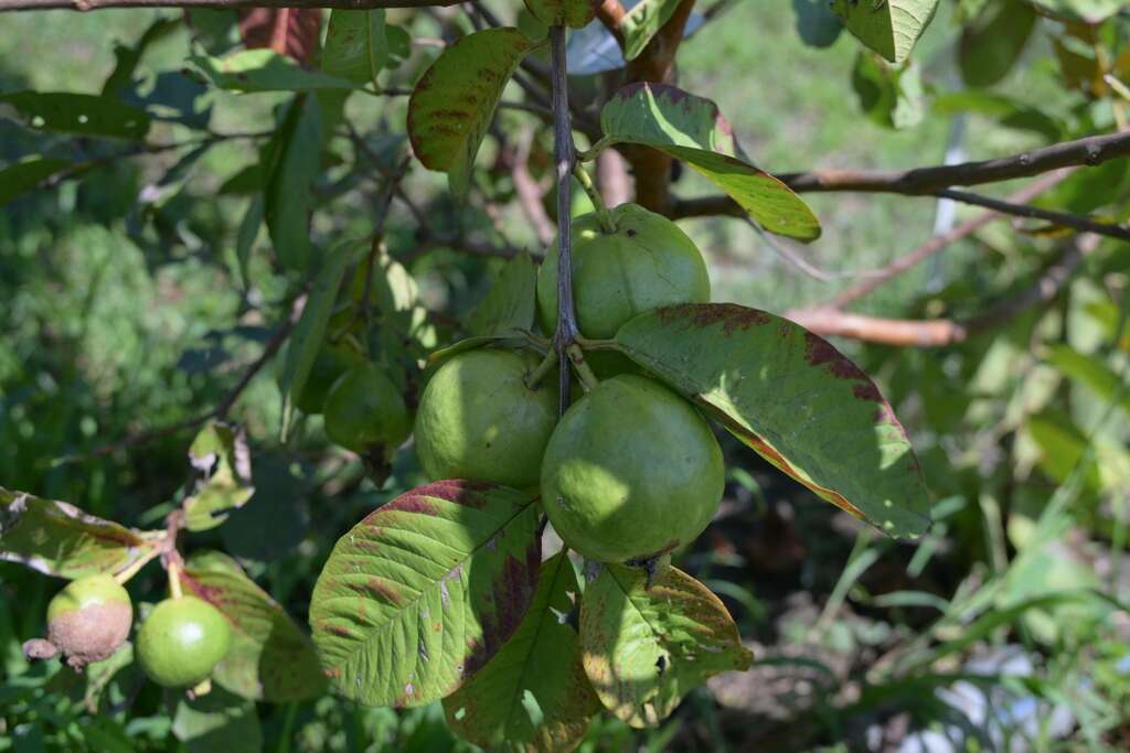 吉安鄉「芭樂果樹認養計畫」額滿 游淑貞偕鄉親做快樂果農期待豐收