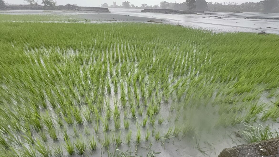 花蓮縣府爭取農業部公告本縣光復鄉農產業全品項及全縣大豆為114年樺加沙颱風天然災害現金救助地區 光復鄉延長受理至10/29止