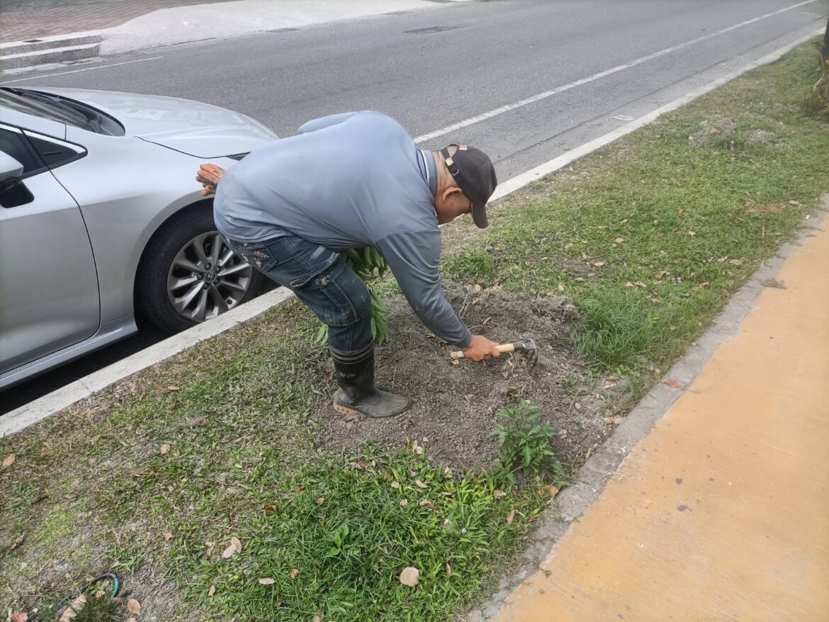 私自種植植物占用公有土地 玉里鎮公所將依法清理並推動認養機制