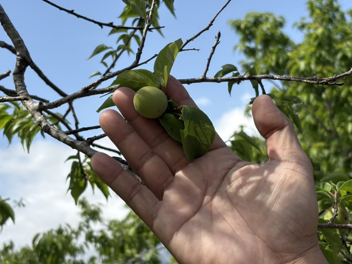 富里乾旱救助開跑！農民請把握期限！